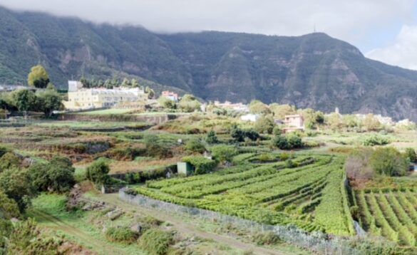 vinedo_01